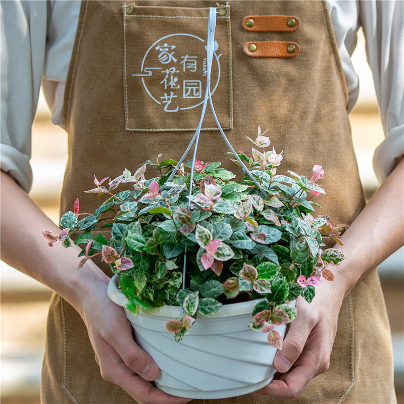 花叶络石盆栽室内阳台室外庭院好养易活植物垂吊彩叶吊兰藤蔓绿植