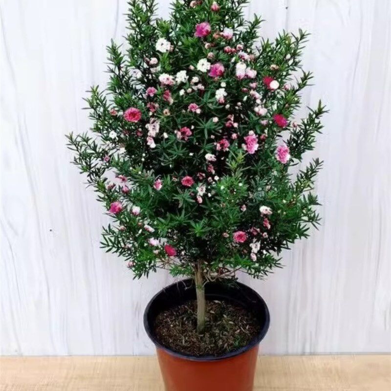 松红梅带花苞三色梅澳洲雪花梅室内花卉盆栽一树多色阳台四季观花