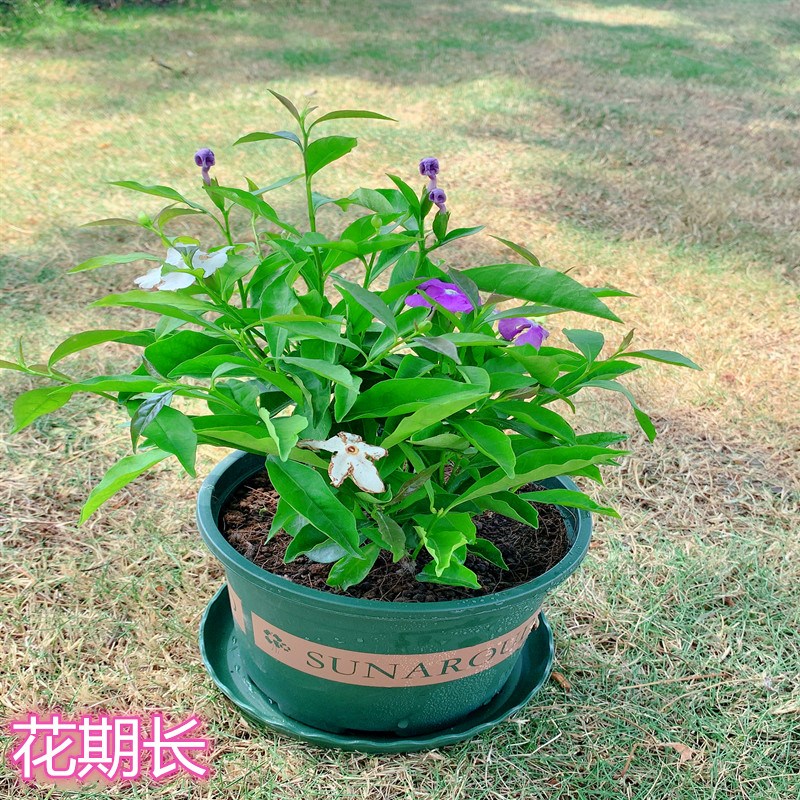 双色茉莉花盆栽非洲鸳鸯茉莉花苗树浓香四季开花虎头茉莉绿植好养