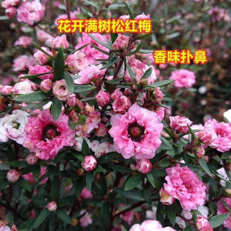 松红梅盆栽带花澳洲红梅四季花卉阳台庭院花苗室外腊梅植物包邮