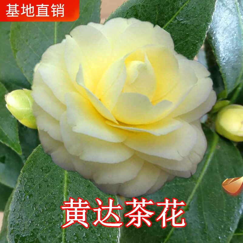 福建黄达茶花盆栽树苗绿植阳台室内客厅庭院花卉黄色茶花包邮