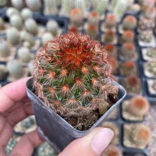 红刺嘉文丸仙人球实生乳突球属稀有品种精品开花仙人掌多肉植物花