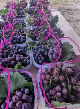 1-14F96559HH斤新料配卡盖扣果设计水篮草莓杨梅鸡蛋蔬菜篮葡摘萄