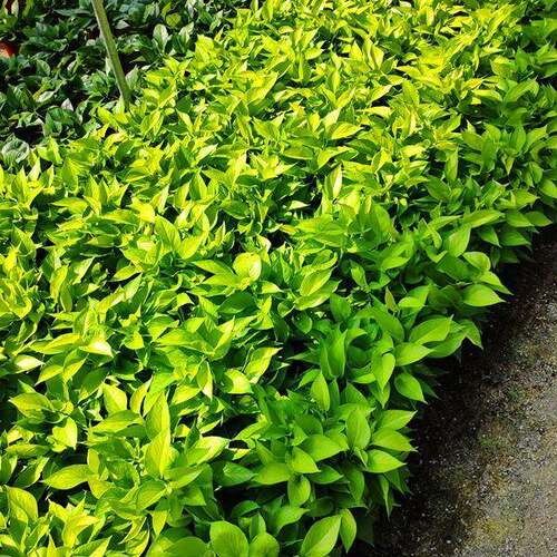 180黄黄金葛绿金葛绿萝盆厅栽#金叶绿萝植物墙客绿花卉植