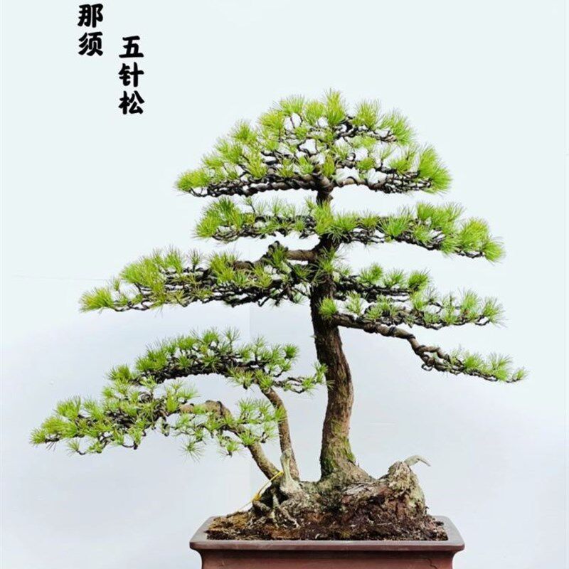 五针松盆景造型大阪松微型实物老树桩精品植物室内罗汉松