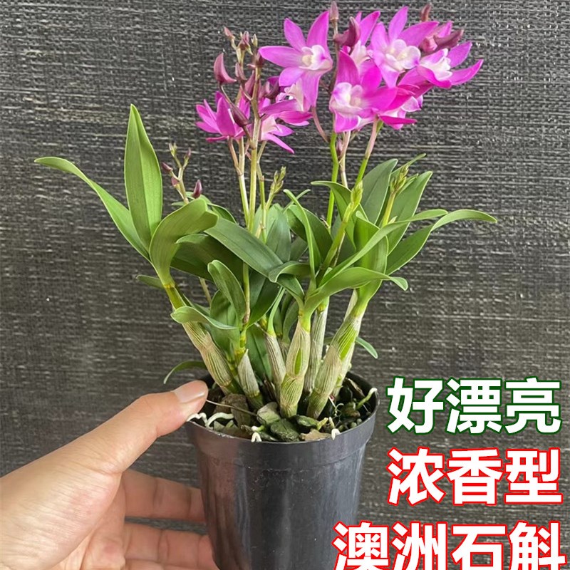 香水石斛兰澳洲石斛盆栽带花苞浓香型兰花开花不断室内花卉绿植物