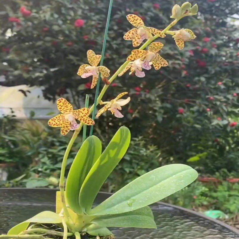豹纹湿唇兰四季常青君子蝴蝶吊兰花卉室内窗台盆栽绿植已带花芽苞