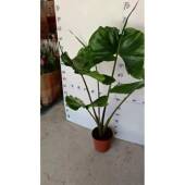 网海红观芋叶植物花卉盆栽居绿植家黄貂鱼A140 黄貂鱼