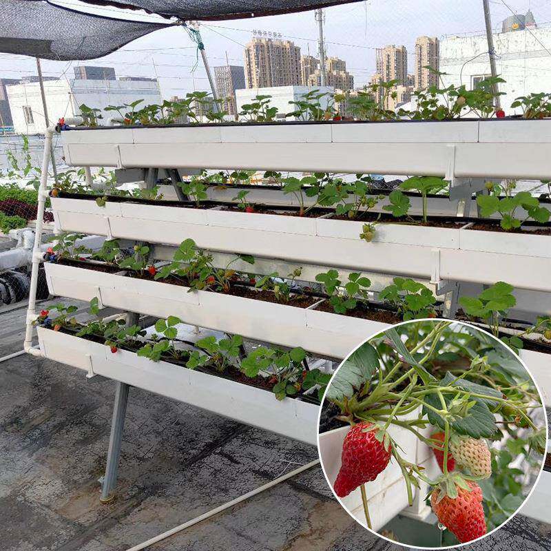 楼顶阳台大棚无土栽培草莓种植架红颜二元培种植架
