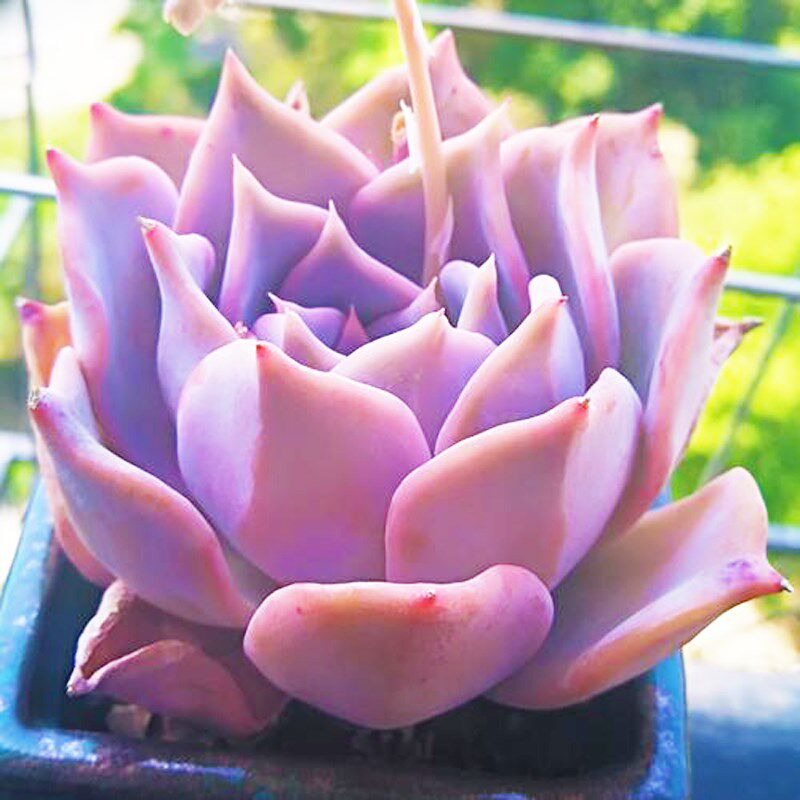 大盆颗粉色丽娜莲稀有好养办公桌多肉植物室内花卉盆栽窗台防辐射