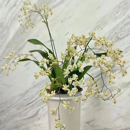 文心兰 梦香兰室内观花绿植盆景桌面兰花带香味开花植物 章鱼种花