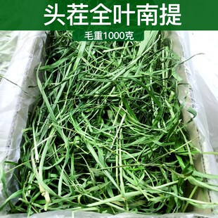 2025年全叶南提草特级提摩西草干草兔子龙猫荷兰猪牧草毛重1kg