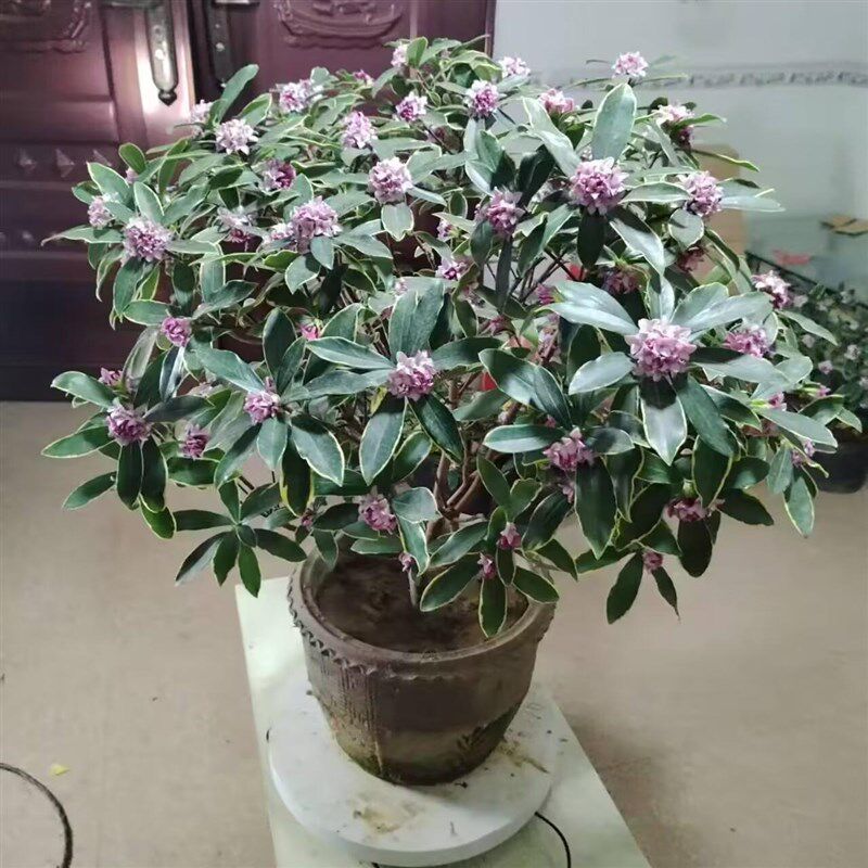 金边瑞香老桩盆景耐寒花卉观花植物室内带花浓香型观花盆栽包邮