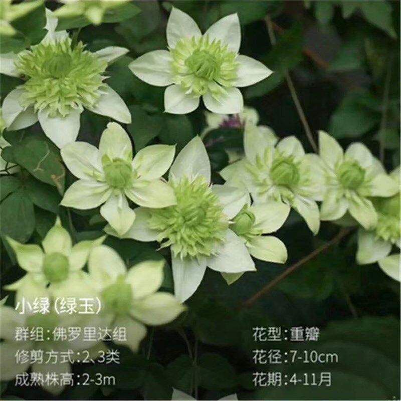 【小绿】1.5加仑铁线莲阳台庭院地载盆栽爬藤花卉植物四季开花