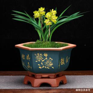 砂兰花盆兰带底座君子蕙春建兰花卉园ETN艺桌紫面绿植多肉桩盆老