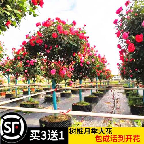 独杆老桩月特695大花四季花开花苗嫁接大棒季棒糖树状玫瑰花苗带