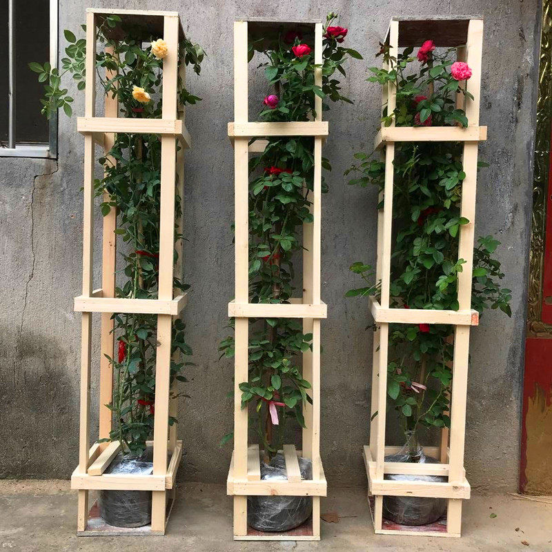 藤本蔷薇花苗爬藤欧月月季大苗庭院别墅拱门爬墙植物四季开花不断
