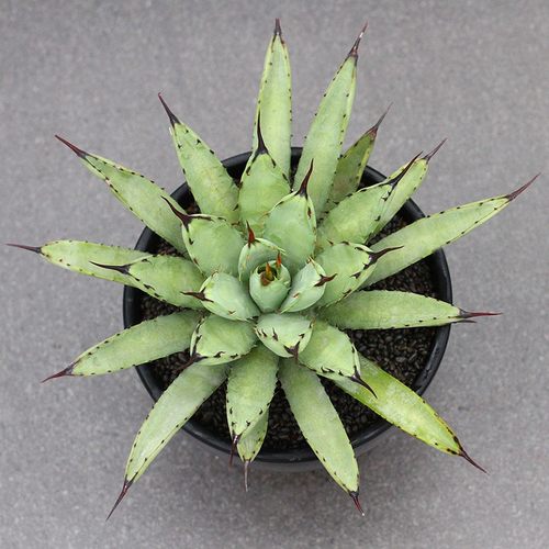 植物员外 绿肌八荒殿 龙舌兰沙生植物景观绿植多肉植物组合盆栽