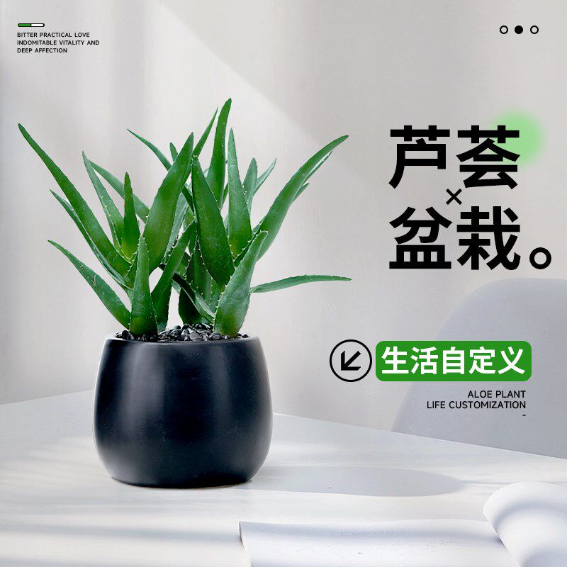 芦荟盆栽大盆可食用室内多肉植物净化空气办公室桌面花卉绿植好养