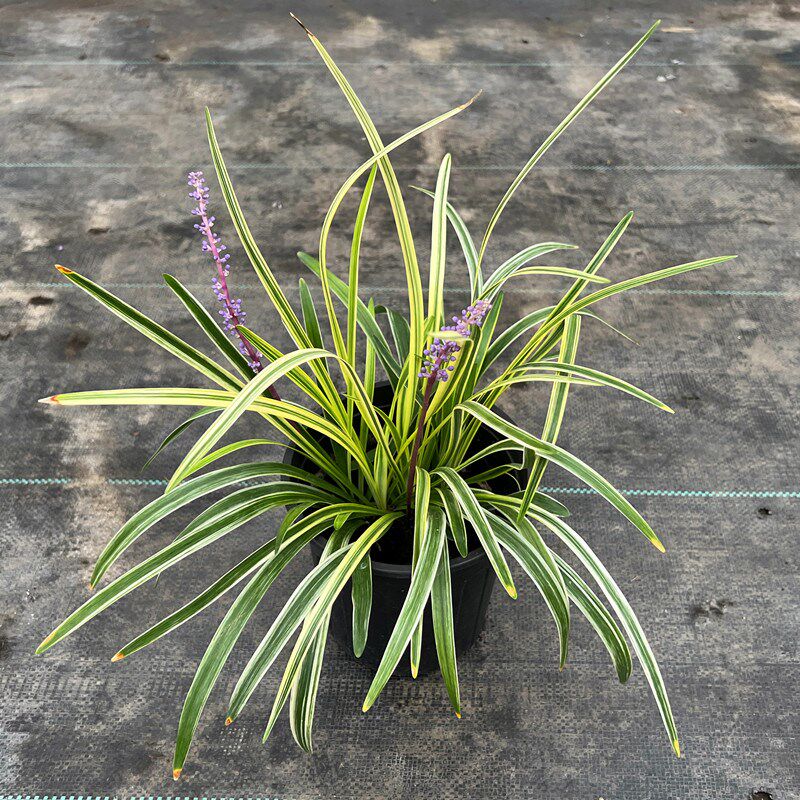 金边麦冬盆栽花苗草花绿植多年生宿根庭院花园景观地被耐寒耐热花