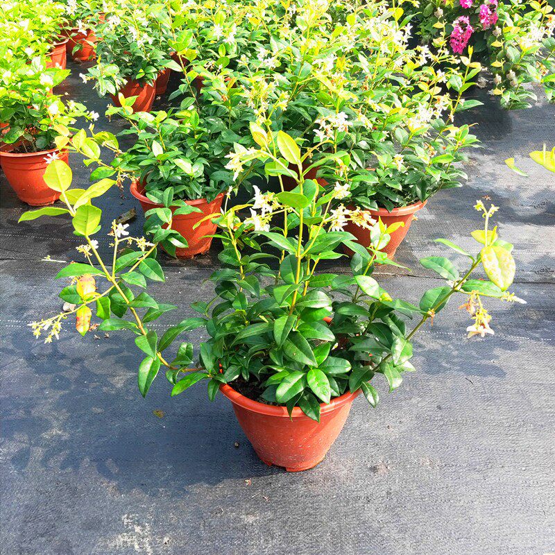 风车茉莉盆栽新款庭院阳台花卉露天爬藤植物四季常绿好养耐寒包邮