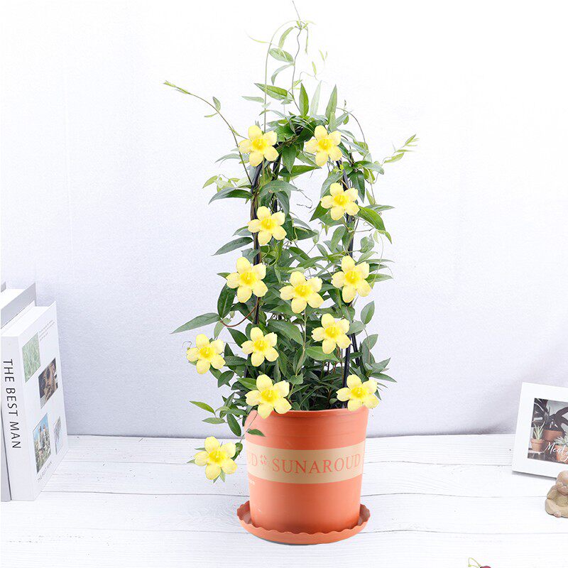 法国香水藤盆栽 室内四季开花茉莉花苗爬藤藤蔓植物浓香攀援花卉