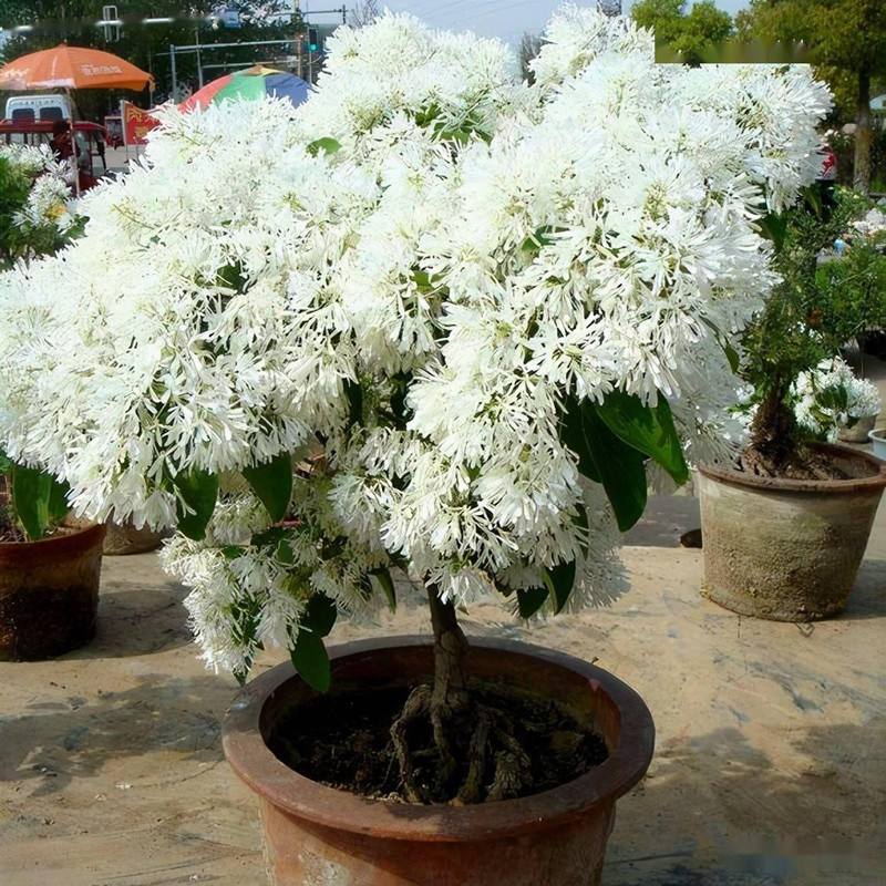 原生流苏树苗四月雪嫁接桂花砖木油根子庭院盆栽花卉绿化风景树