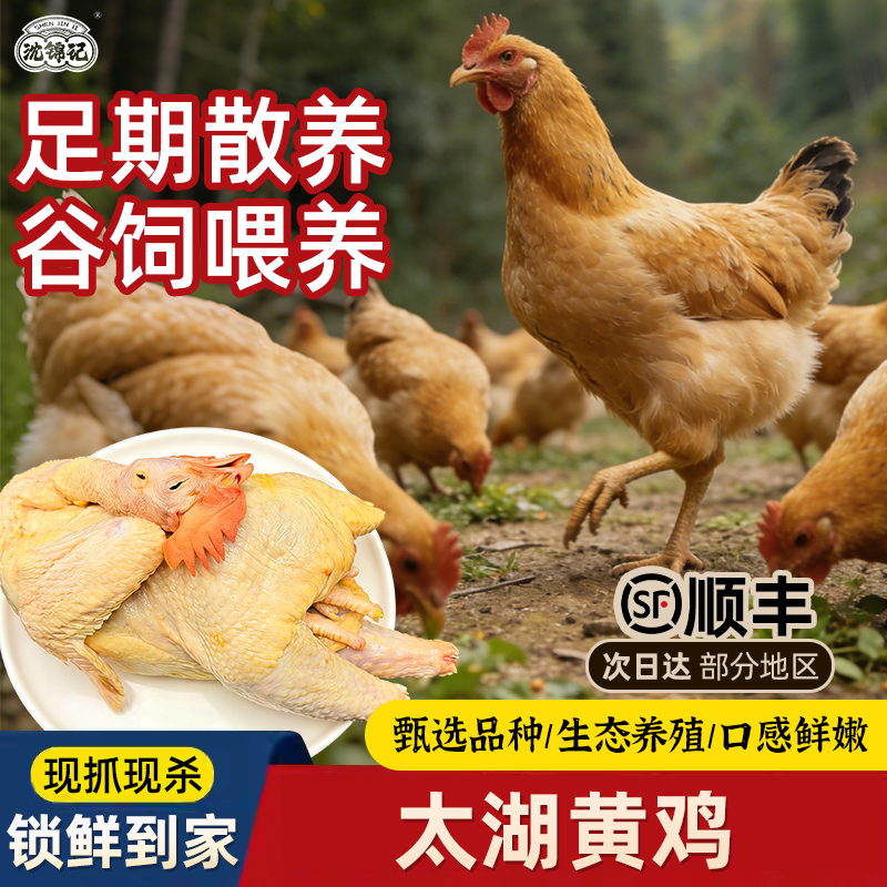 沈锦记太湖黄鸡现抓现杀农家养殖黄鸡肉