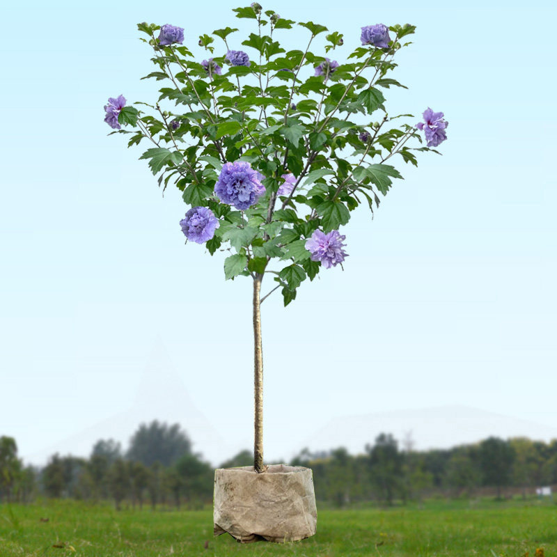蓝莓冰沙木槿棒棒糖盆栽重瓣木槿花树苗四季阳台庭院观花卉绿植物