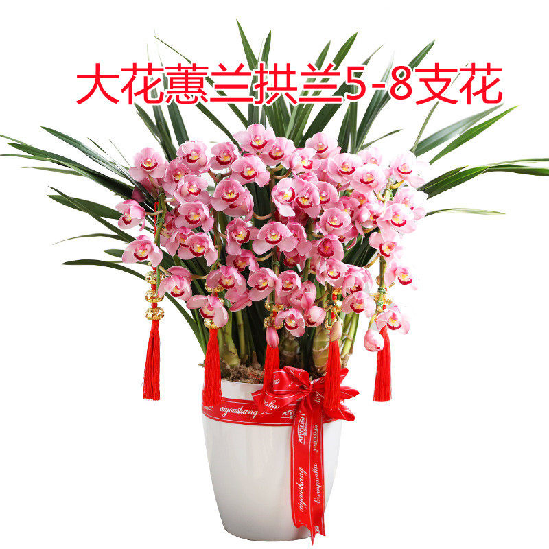 大花蕙兰带花苞室内盆栽年宵鲜花花卉客厅送礼佳品带盆载好