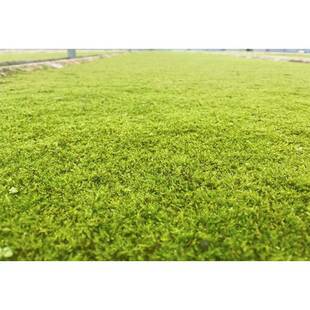 苔藓花青微苔MOB成都景观境日式中式园林地被绿植苔鲜活藓