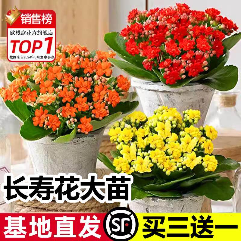 重瓣长寿花盆栽大花带花苞四季开花室内易活好养绿植多肉花卉植物