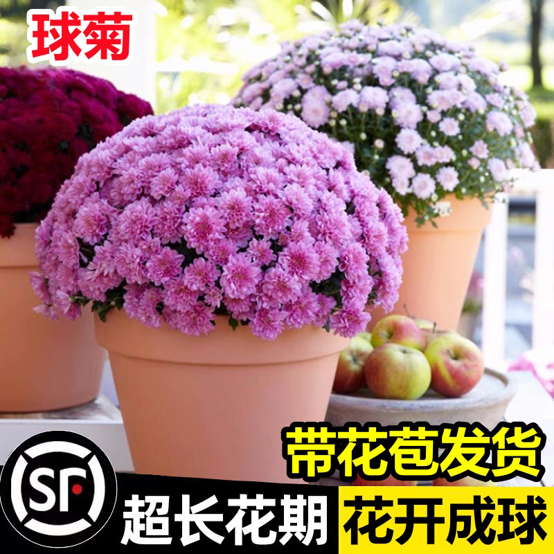 菊花盆栽带花苞花苗九月菊千头菊四季开花球菊室内外好养花卉植物