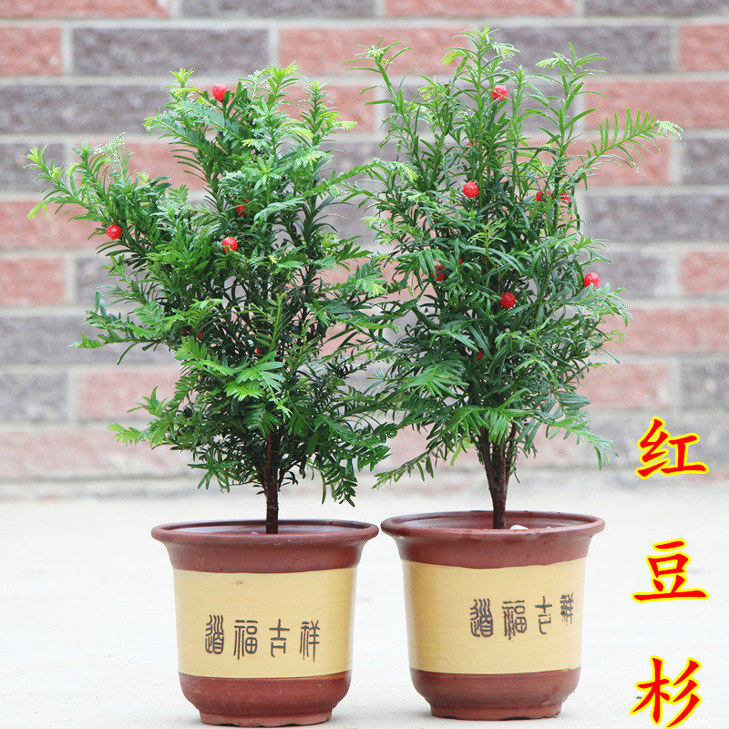红豆杉树苗红豆杉盆栽红豆杉树苗室内外花卉绿植盆景植物四季好养