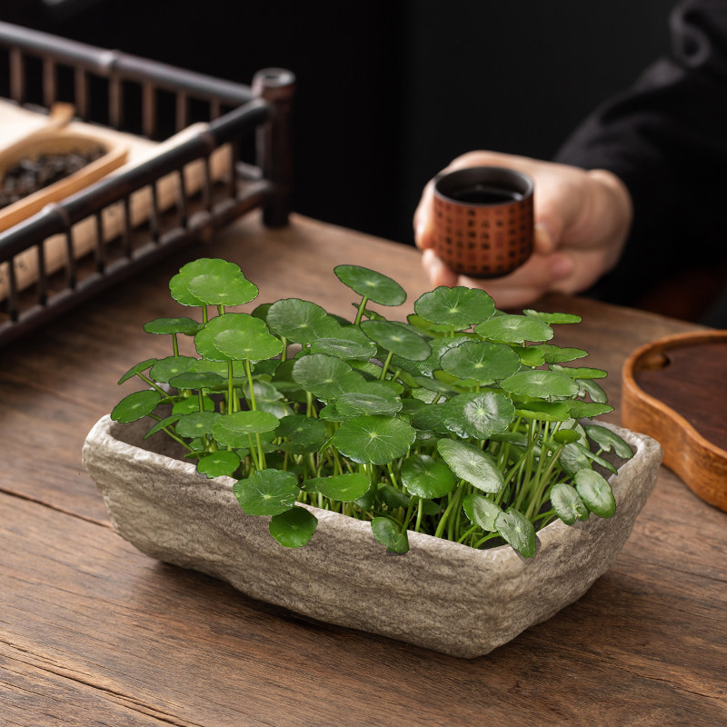仿石头水培器皿长方形陶瓷花盆家用养铜钱草碗莲睡莲盆缸盆栽盆子