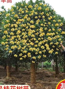 四季青植物桂花树金桂院子户外绿植庭院家养花卉室外耐寒耐热大树
