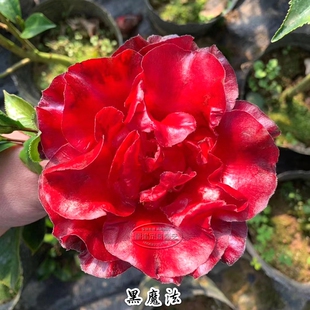 黑魔法茶花大黑红色蜡质感室内外花卉盆栽四季绿植盆景植物包邮