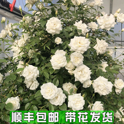 藤冰山月季四季开花大花浓香型庭院阳台室内外种植爬藤植物蔷薇花