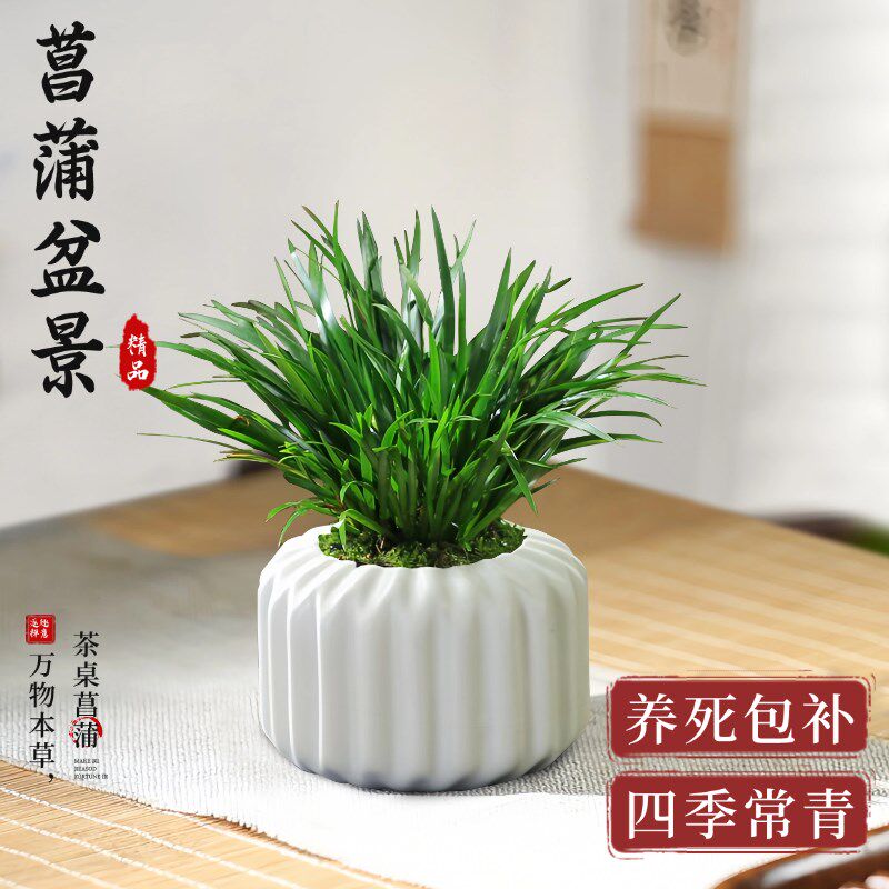 菖蒲草盆景造型拇指盆栽创意中式微景观植物办公室内绿植四季好养
