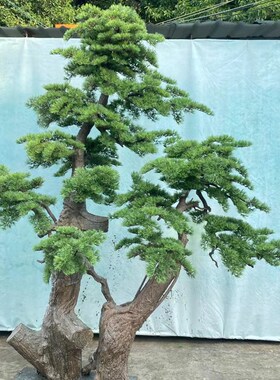仿真迎客松室内外装饰造景仿真树绿植罗汉松假美人松大型落地摆件