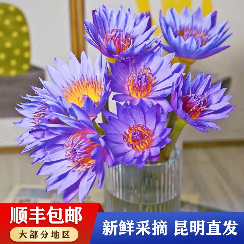 花夫人鲜花紫色睡莲鲜花花束荷花鲜花基地直供客厅办公室水养鲜花