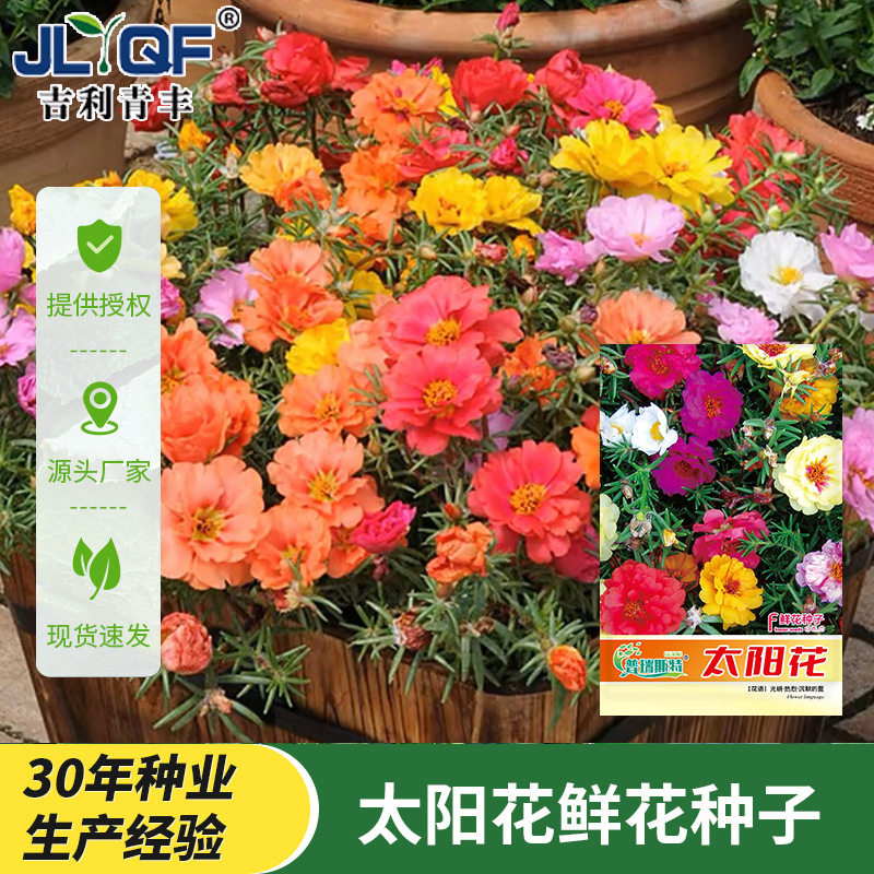 四季好活野花蔷薇花波斯菊进口太阳花苗重瓣大花特大号花种子大全图片