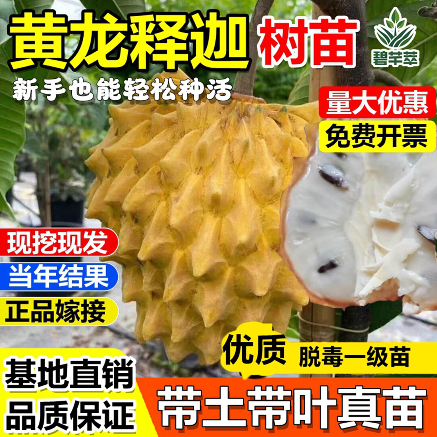 黄龙释迦果嫁接树苗台湾凤图片