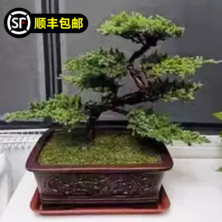 迎客松盆景真树玄关办公室盆栽摆件玄关四季常青