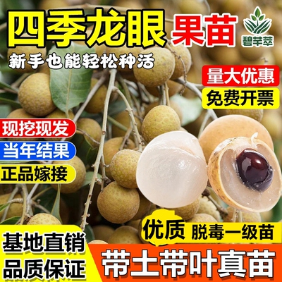 四季龙眼嫁接树苗石硖储良