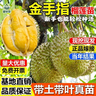 金手指榴莲嫁接果树苗猫山王苏丹王榴莲苗南方种植盆地栽当年结果