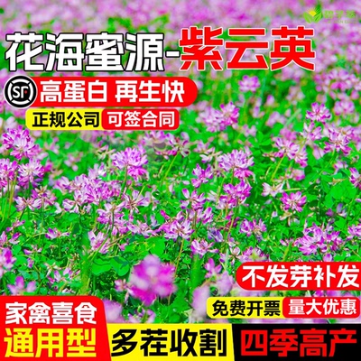 紫云英种子红花草养蜂蜜源