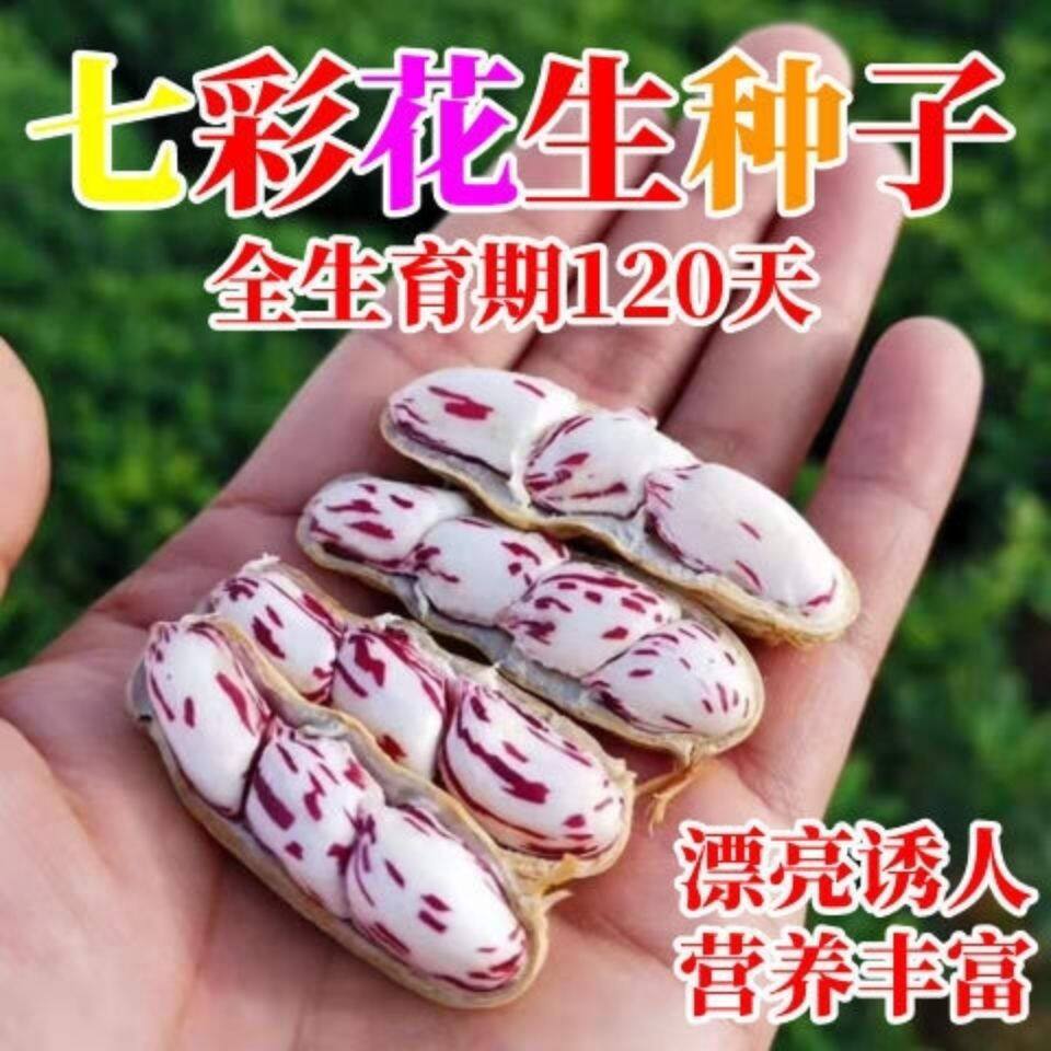 云南七彩花生种子高产南方高产花生种子罕见种子新型各种蔬菜种子图片