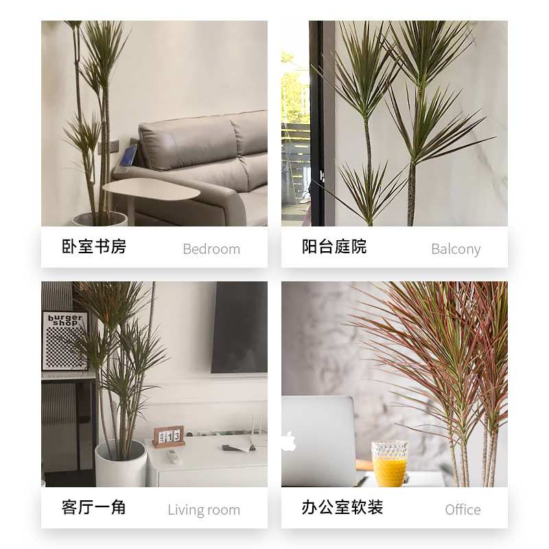 千年木绿植盆栽大型七彩铁真植物办公室内落地马尾铁好养活龙血树