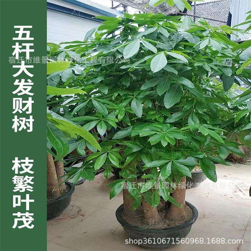 别墅公司办公室大型发财树盆栽五杆三棵大棵步步高室内客厅真绿植